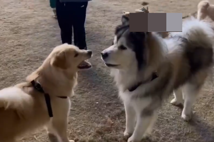 黃狗不斷挑釁阿拉斯加，快把對方惹毛了。圖取自YouTube