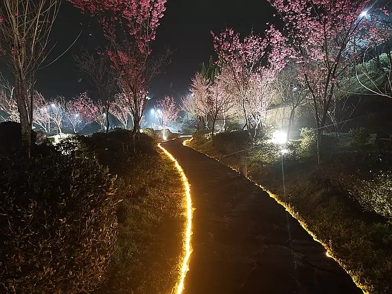 櫻花溪流區的夜間燈光。 圖／公園處提供