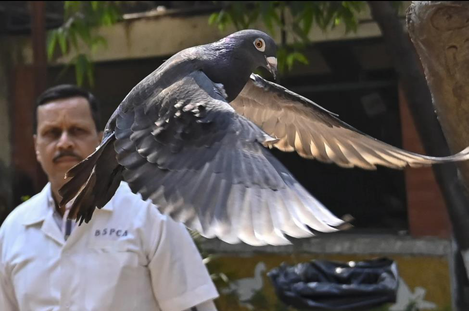 被拘留8個月後，台灣賽鴿獲釋。     環球網