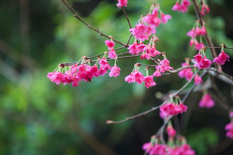 農曆新年假期將至，新北市石碇區的櫻花也已陸續綻放。記者江婉儀／攝影