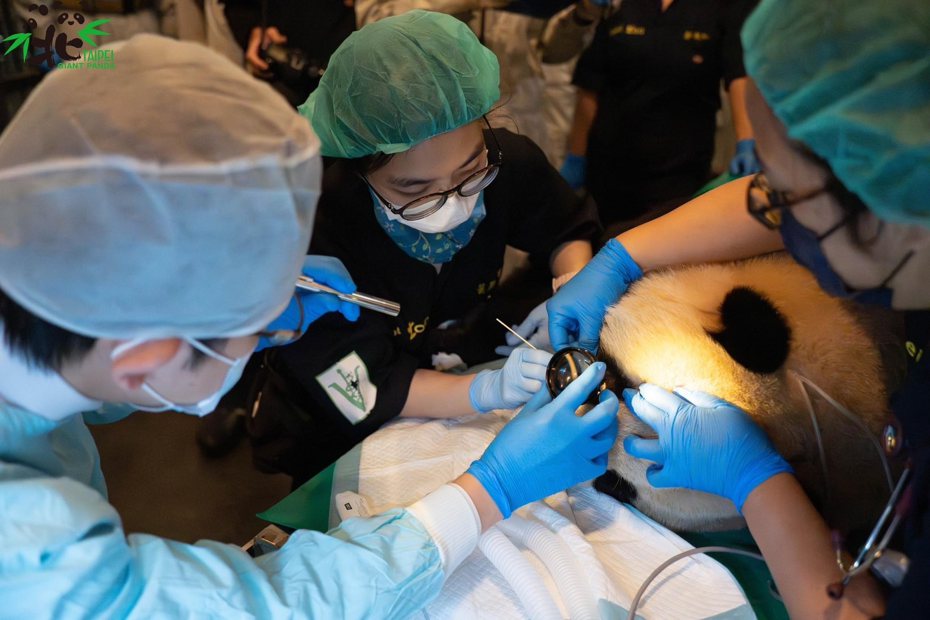台北市立動物園近期為大貓熊家族健康檢查，麻醉科、牙科、眼科、營養與影像等專業人士組成醫療顧問團隊，今天為「圓寶」全身麻醉健康檢查。圖／台北市立動物園提供