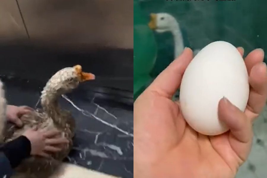網友撿了一隻流浪鵝回家，沒想到竟然還下出一顆蛋。圖擷自微博