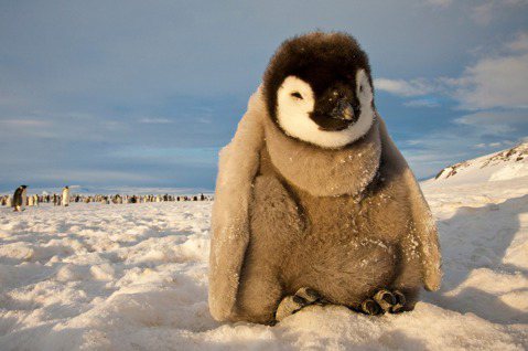 由於地球持續暖化，加上皇帝企鵝的繁殖依賴冰雪，也因此令其成為南極洲最脆弱的物種之...