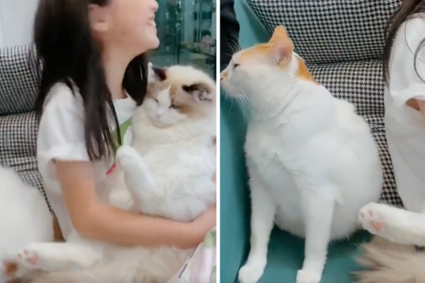 小主人抱著布偶貓讓家裡的橘貓氣到撇過頭去。圖/翻攝自微博