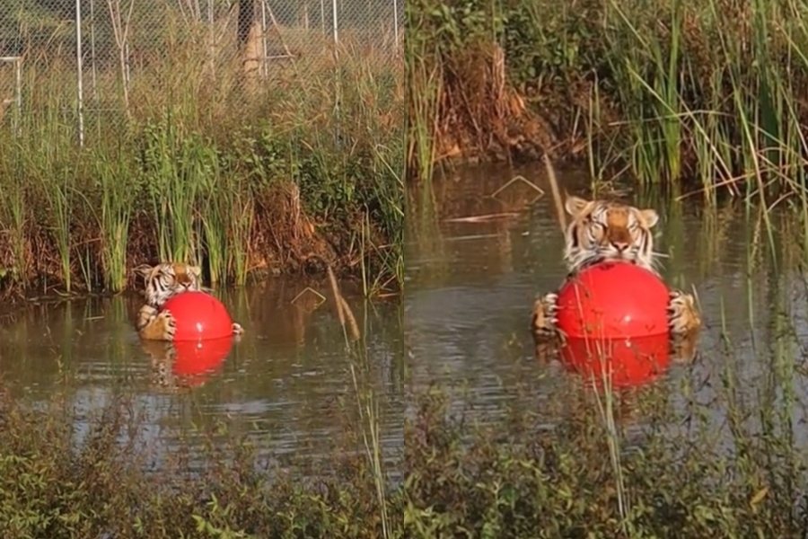 孟加拉虎「Maruay」緊緊抱著一顆大球漂浮在水面，閉眼享受貓生的時刻觸動許多網友。圖擷自Tiktok@wildlife_friends_wfft