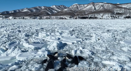 日本北海道羅臼町近海6日發現至少有10頭虎鯨受困於大面積的流冰中。取自影片