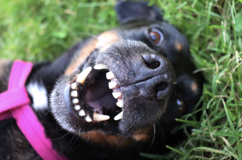 狗狗的鼻子與壽命具有關聯性。（圖／Canva）