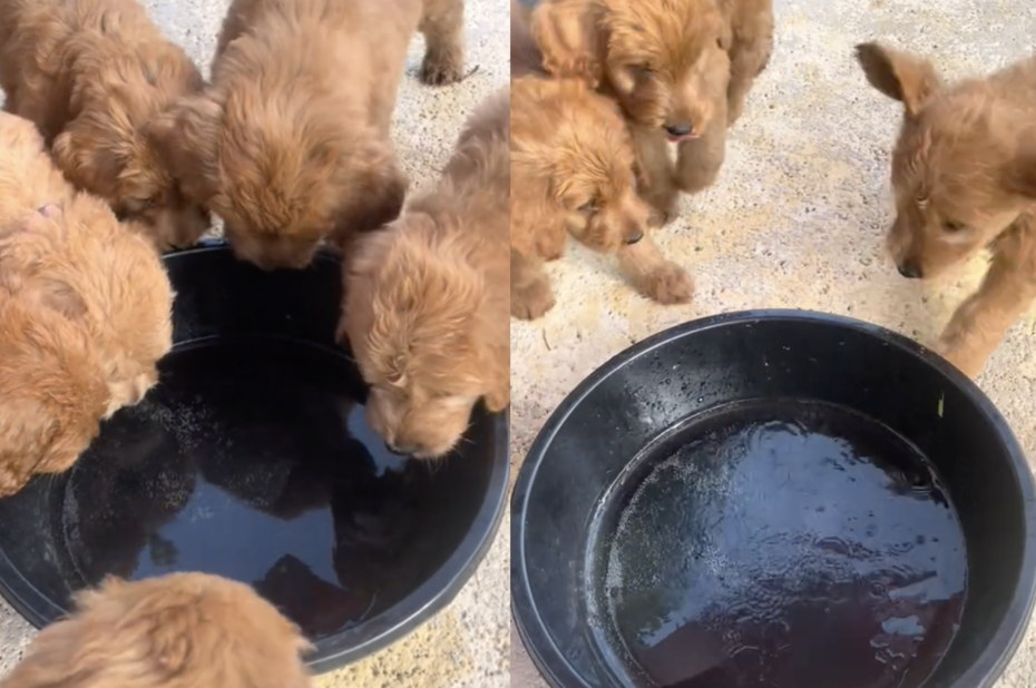 黃金貴賓犬寶寶圍著一盆水準備大喝解渴，沒想到盆裡的是有著強烈口感的氣泡水。（圖／翻攝自抖音 @brodiethatdood）