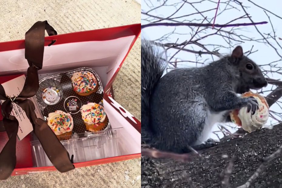 住在美國紐約州的凱西．巴德（Casey Bard），日前發現袋子裡有一個杯子蛋糕不翼而飛，而小偷正悠哉地在一棵樹上捧著蛋糕猛嗑。 圖/翻攝自TikTok@noholdsbard