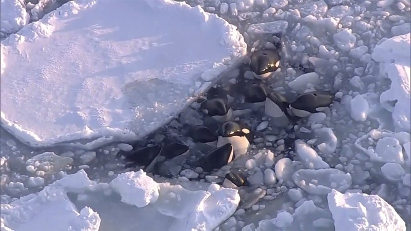 日本北海道羅臼町近海日前發現10餘頭虎鯨，受困於大範圍的流冰中無法動彈。美聯社