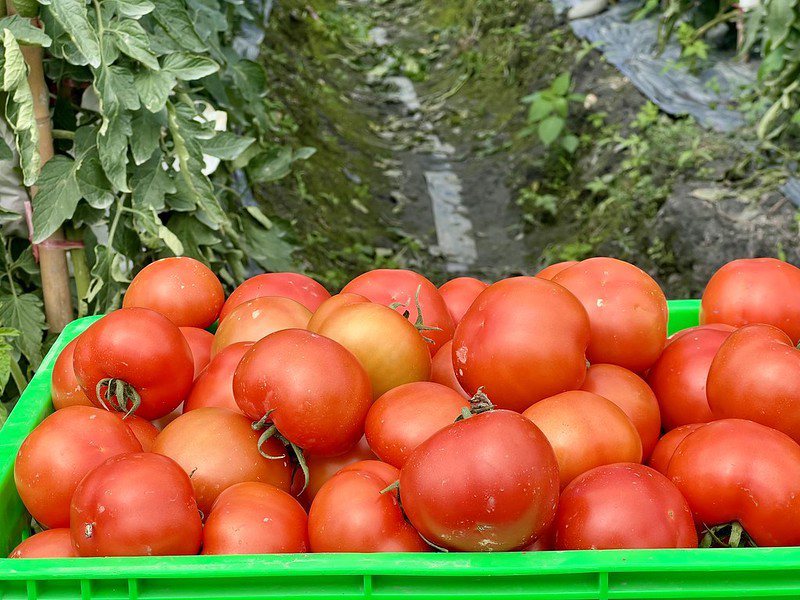 🔺農地主人採收好成熟的番茄，有二個品種，168番茄是他大推薦的，到此一遊買蕃茄的遊客，幾乎都是人手一袋，6個100元，水分多果肉紮實，好好吃！好吃。