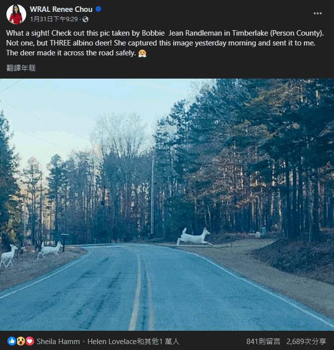 美國一名男子拍攝到白鹿過馬路的照片，一次三隻機率相當罕見。圖擷自臉書WRAL Renee Chou
