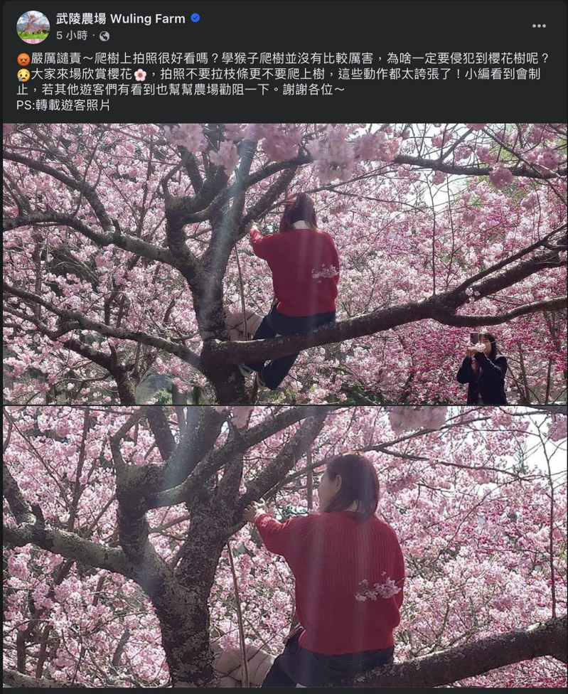 武陵農場櫻花祭開跑，怎料有民眾為拍美照，側坐在樹幹上，遭農場小編發文嚴厲譴責。圖／翻攝自武陵農場臉書