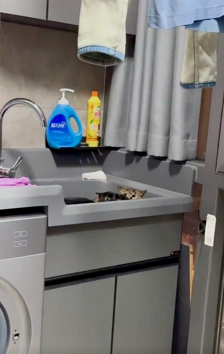 一名網友曬出家中過年期間的爆笑場景，兩隻貓貓發現家中擠滿人類便躲起來找都找不到，結果被發現竟然窩在洗碗槽開飛機耳狂盯人類在幹嘛。 (圖/取自小紅書)