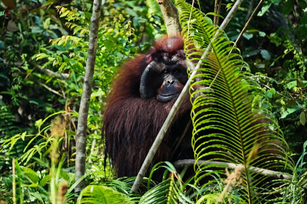 印尼環保人士警告新首都的建設將導致大量的森林被砍伐，進一步危害紅毛猩猩的棲息地以...