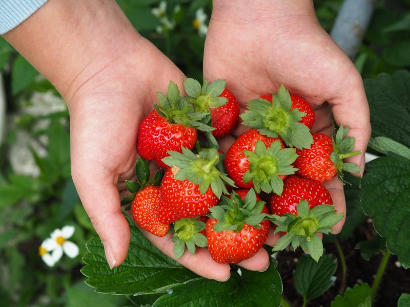 台北市內湖區的白石湖正值草莓季，想採草莓不必跑到苗栗，搭捷運就能抵達。圖／北市產發局提供