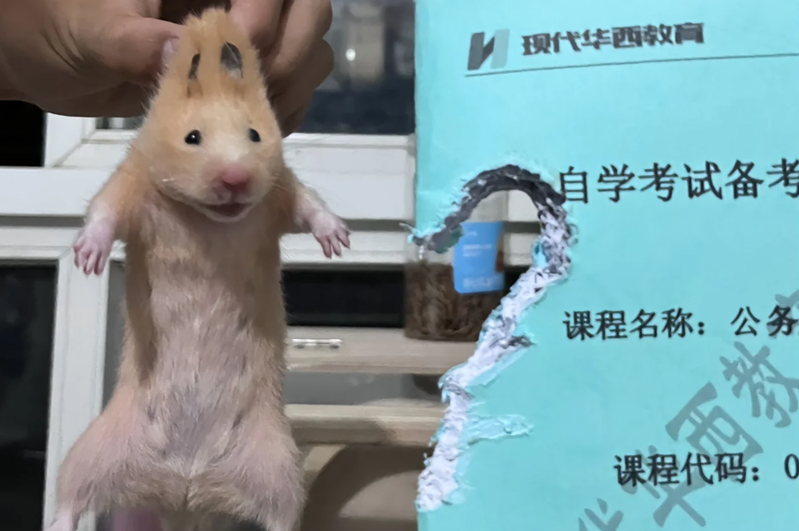 中國有倉鼠咬爛主人備試課本，意外咬出心形引來網民大讚有美感。圖／小紅書「鼠鼠錢多多」