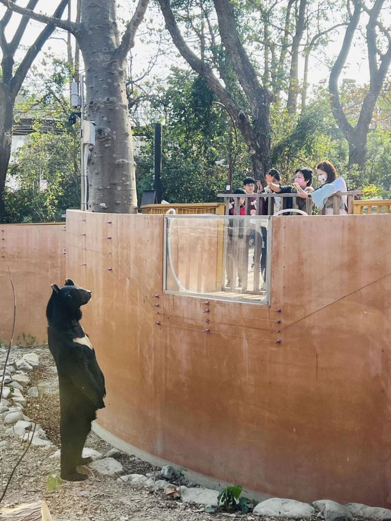 高雄壽山動物園的明星動物台灣黑熊「波比」，12日下午站起來與遊客對望，模樣逗趣。（壽山動物園提供）中央社