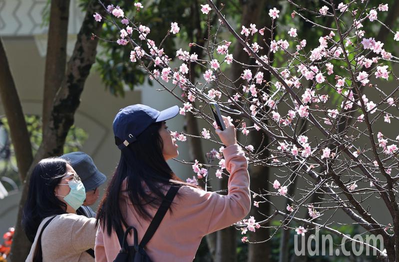 台北市中正紀念堂有些櫻花已盛開，吸引許多民眾駐足拍照。記者潘俊宏／攝影
