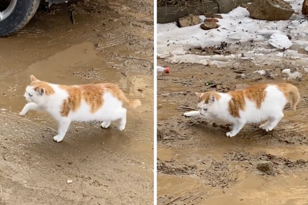 有網友分享一隻橘貓走在泥漿路時反應可以說是超崩潰。圖/翻攝自微博