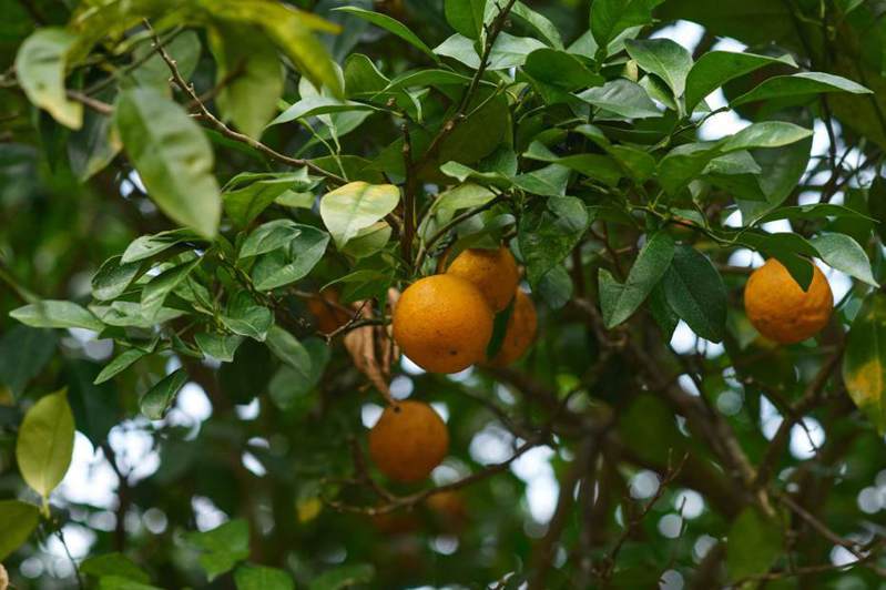 南庄橙一度幾近絕跡，林業及自然保育署新竹分署2020年至目前，原生地復育栽植1533株。圖／林業及自然保育署新竹分署提供
