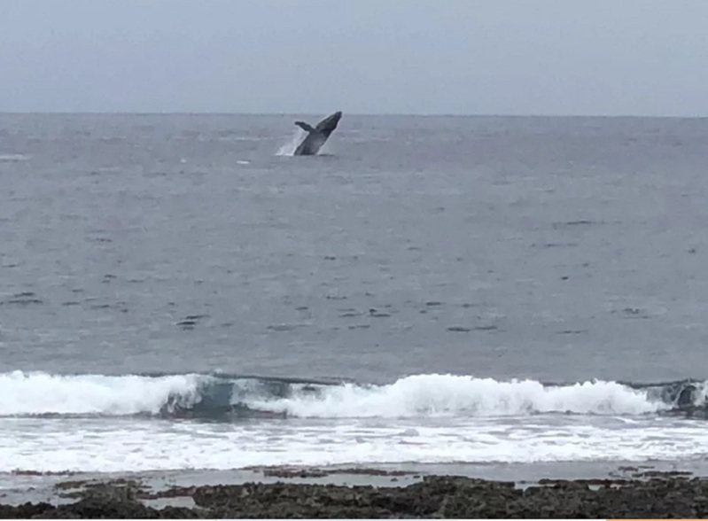 台東蘭嶼外海去年3月民眾目擊大翅鯨「躍身擊浪」，縣府縣府今年獲海洋委員會海洋保育署補助計畫，將建立大翅鯨資料庫。圖／民眾提供
