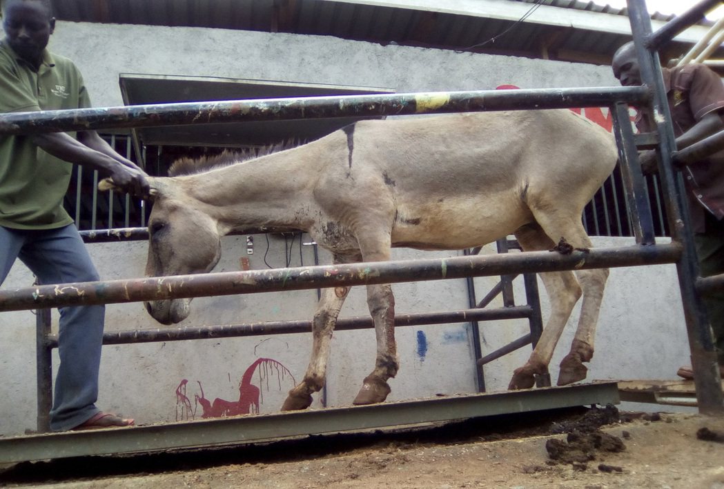 圖為肯亞的驢子屠宰場。 圖／美聯社
