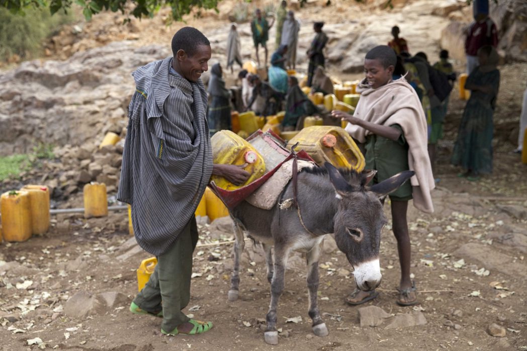 圖為衣索匹亞的驢子。 圖／路透社