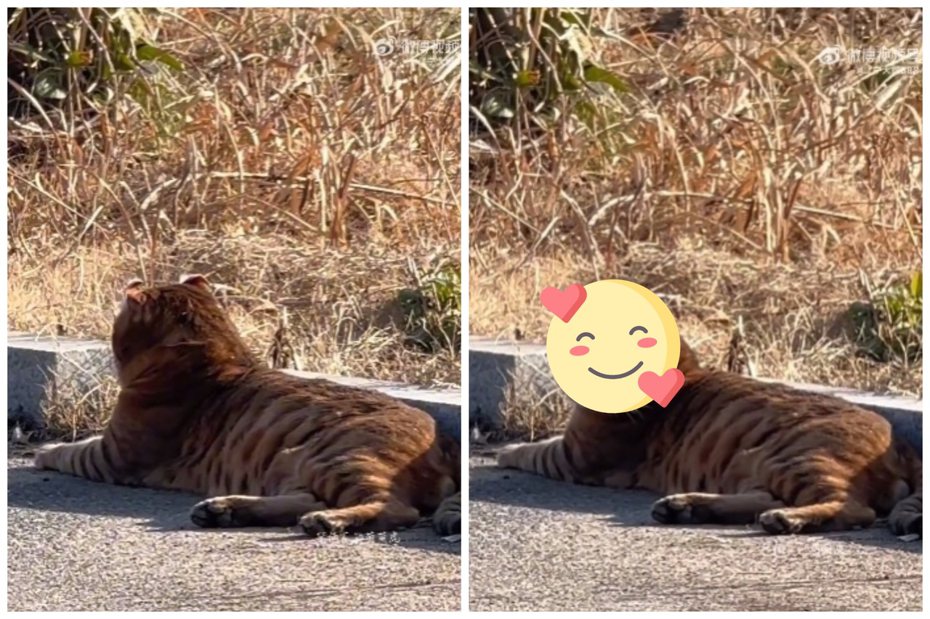 駕駛在路邊看到一隻「小老虎」。圖取自微博