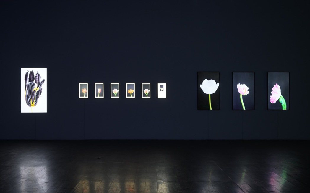 安娜．里德勒作品《黑色鬱金香》、《花葉病毒》 、《花的拍賣》。 圖／台北當代藝術...