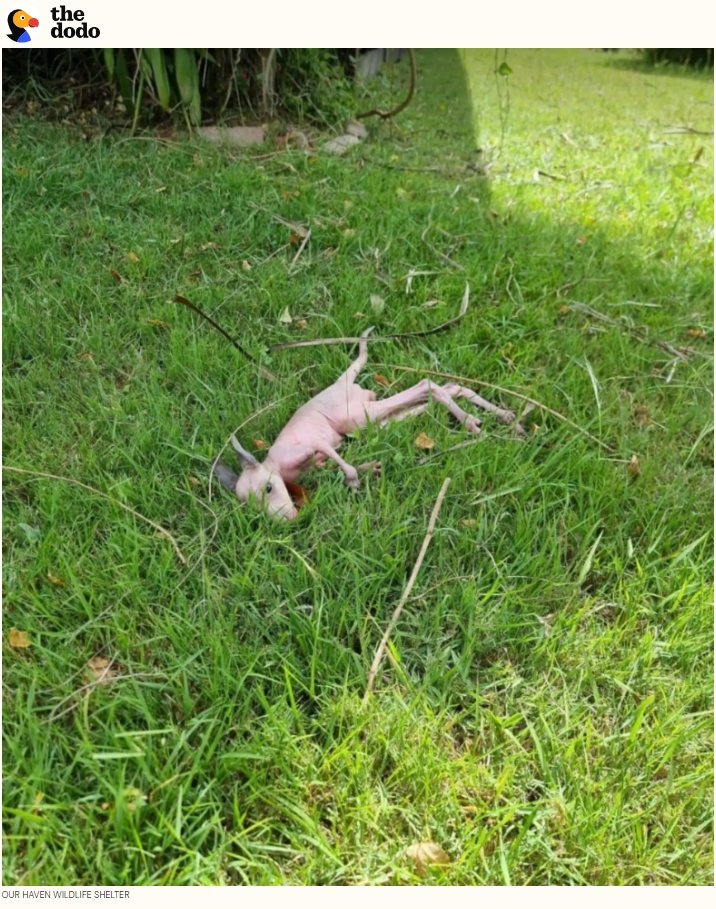 澳洲一名建築工人發現草地上躺著一隻粉紅色的袋鼠寶寶。圖擷自《The Dodo》