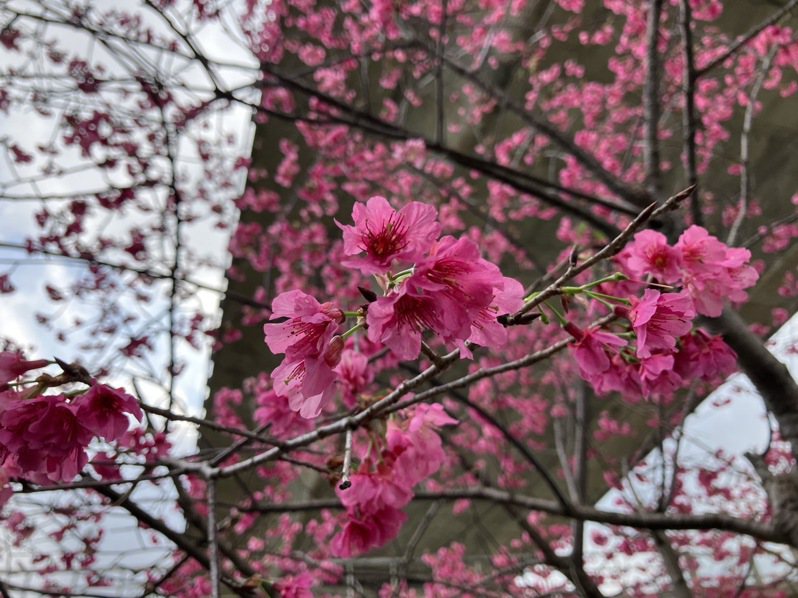 竹東河濱公園櫻花大道盛開，今年預估花季期間可吸引萬人前來賞櫻。圖／竹東鎮公所提供