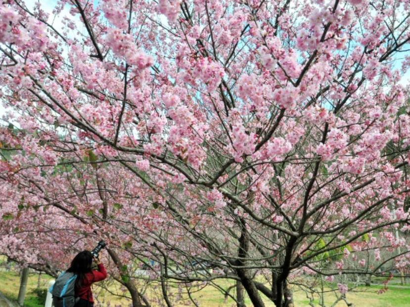 台中武陵農場是知名的賞櫻景點。 圖／聯合報系資料照片