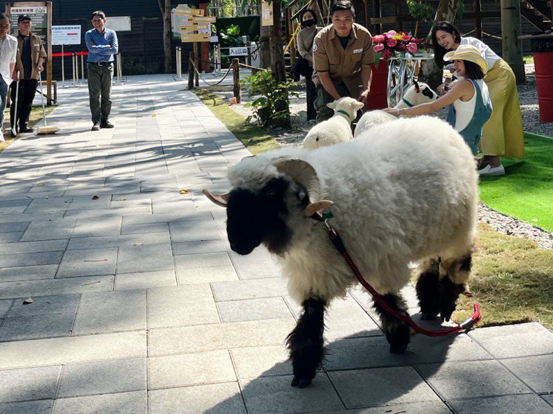 嘉義縣咩咩上樹萌寵樂園今天正式開幕，園區裡有笑笑羊、侏儒山羊等可愛動物。記者黃于凡／攝影