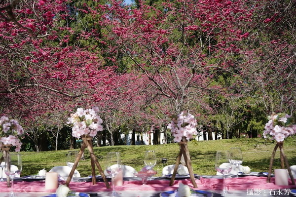 櫻花樹下五感一次到位，<u>九族文化村</u>櫻花季「與春天有約-櫻花饗宴」。