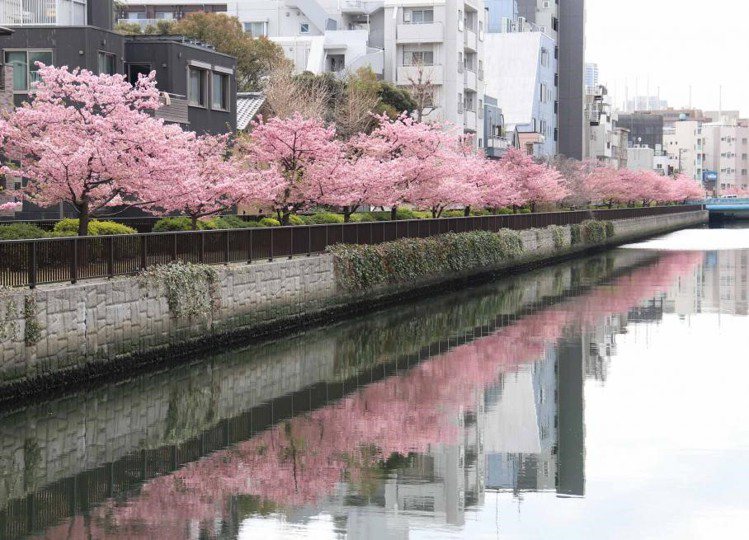 大橫川的河津櫻在3月上旬迎來滿開時期，可欣賞倒映在大横川上的櫻花景色。圖／江東區提供