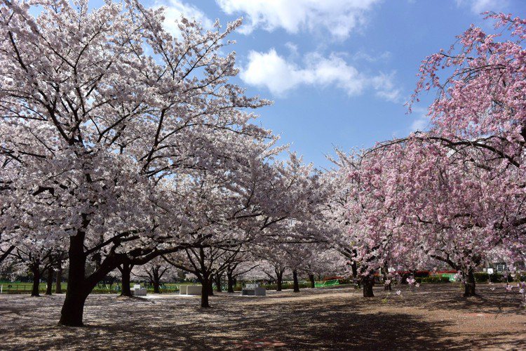 木場公園腹地廣大，栽種著各種不同的櫻花，美不勝收。圖／木場公園提供