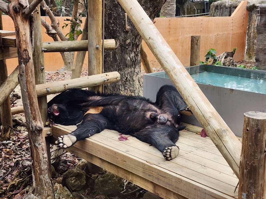 在初三「一站成名」的台灣黑熊「波比」似乎太累，在補班日睡翻。圖擷自Shou Shan Zoo 壽山動物園