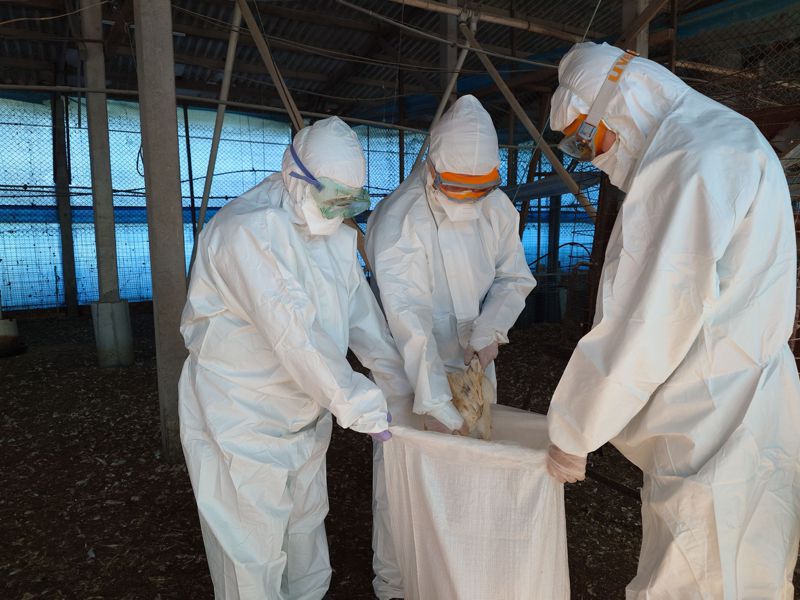 南市佳里某土雞場檢出禽流感，農業局動保處今撲殺逾萬隻，後續強化監控作業。圖／南市動保處提供