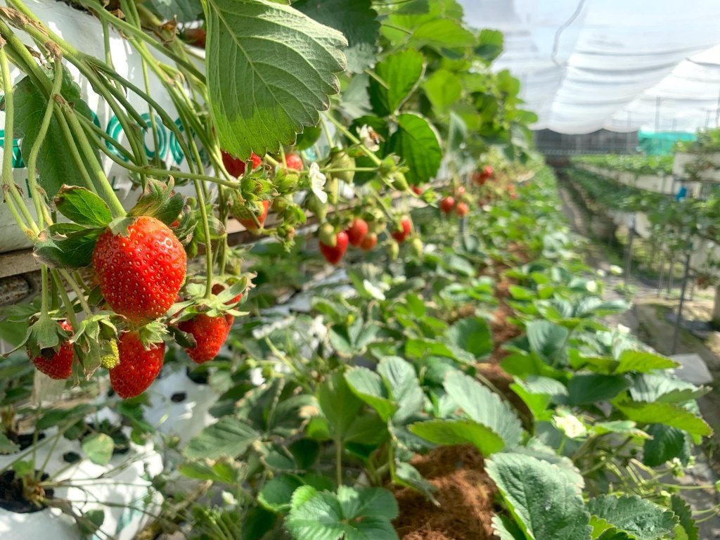 紅森林高架草莓園