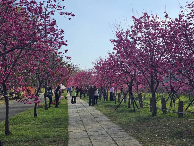台中市后里區崴立機電公園的櫻花已盛開，吸引很多遊客賞花拍照。記者游振昇／攝影