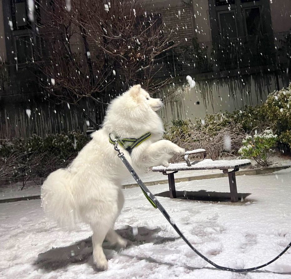 薩摩耶「達斯」看到汪生第一場雪相當興奮，開心地用雙腳站立想抓雪。圖擷自X@samoyed_dazs