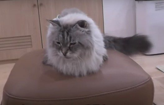 俄羅斯總統普亭曾送給日本秋田縣知事佐竹敬久一隻西伯利亞貓「米爾」。圖取自YouTube