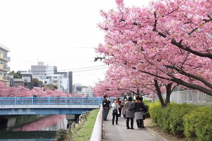 東京賞櫻搶先報！木場公園+大横川沿岸、東京晴空塔與櫻花同框入鏡