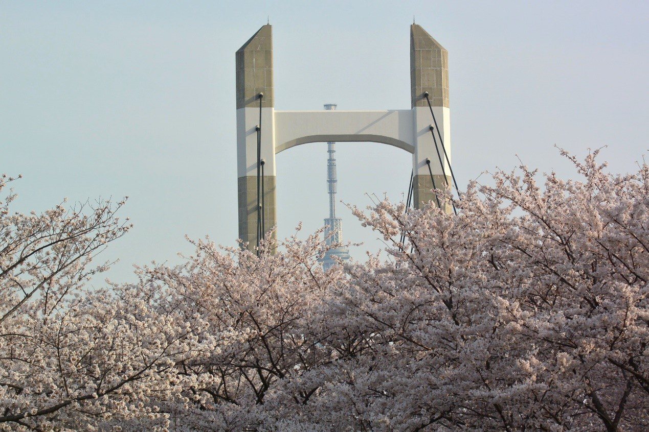 ▲在木場公園可以捕捉到櫻花、木場大橋與東京晴空塔交疊的同框畫面。　圖：東京都江東區／提供