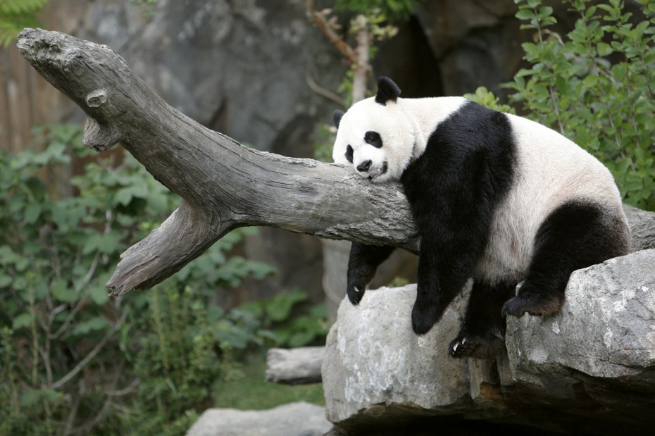 大陸重啟熊貓外交，近日與美國、西班牙、奧地利的動物園就熊貓保育合作協議達成或諮詢協議。圖為原本在華盛頓動物園的「美香」，正享受著香甜的午睡。（路透）
