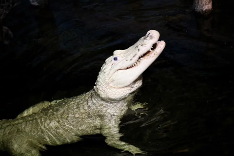 美國內布拉斯加州奧馬哈的亨利多立動物園獸醫日前替園內短吻鱷「蒂博」動手術，從牠的...
