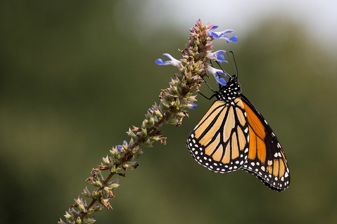 帝王蝶（Monarch Butterfly） 能飛越十幾個國家，途中的國家都可能...