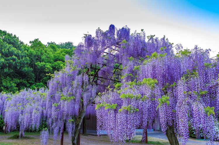 擁有約100種類紫藤的「藤公園」。圖／岡山縣台灣推廣事務所提供