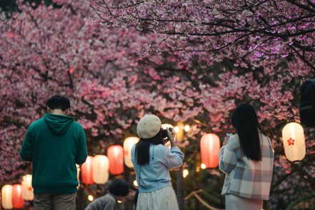 花見櫻花季為期兩週，吸引十幾萬遊客參觀。 新北市政府景觀處